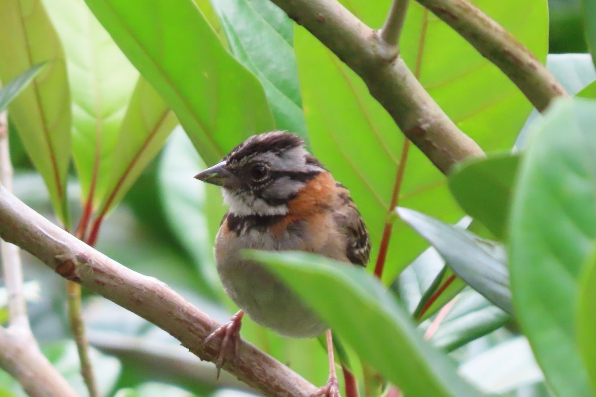 Rufous-collared Sparrow - stuart varney