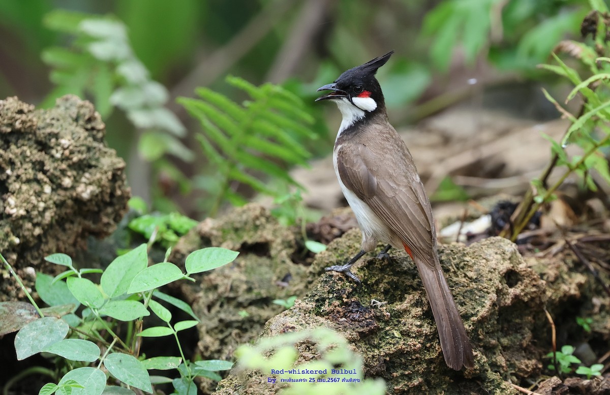 Red-whiskered Bulbul - Argrit Boonsanguan