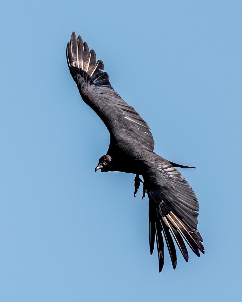 Black Vulture - ML618146731