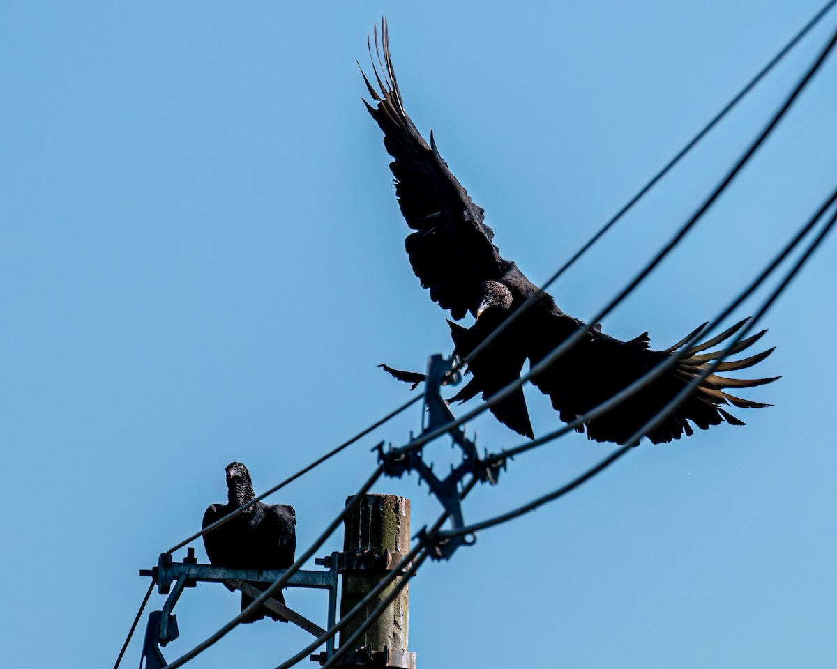 Black Vulture - Victor Pássaro