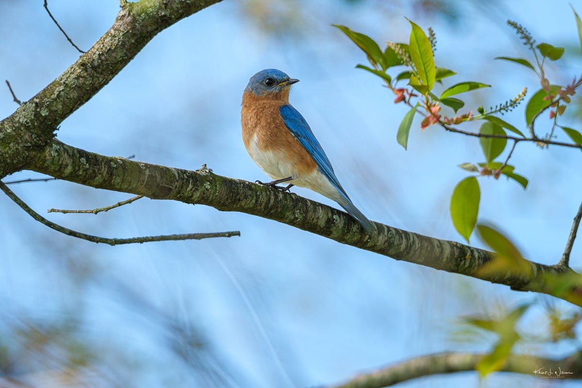 Eastern Bluebird - Khürt Williams