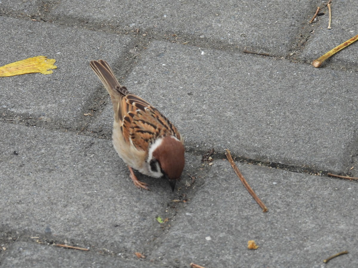 Eurasian Tree Sparrow - 虹樺 陳