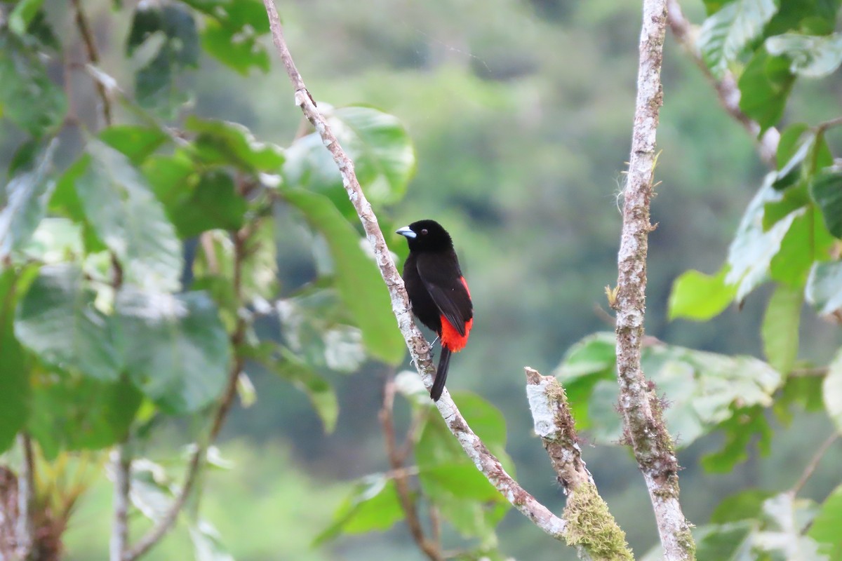Scarlet-rumped Tanager (Passerini's) - ML618146743