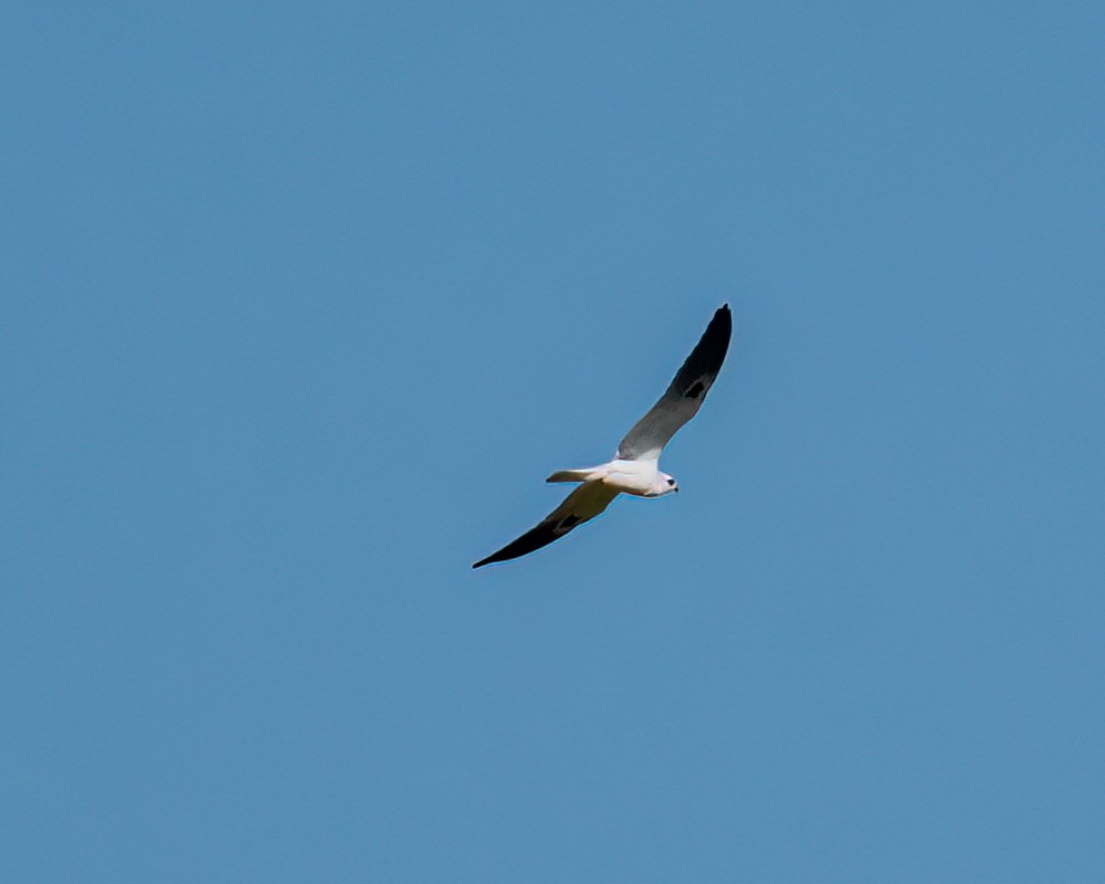 White-tailed Kite - Victor Pássaro
