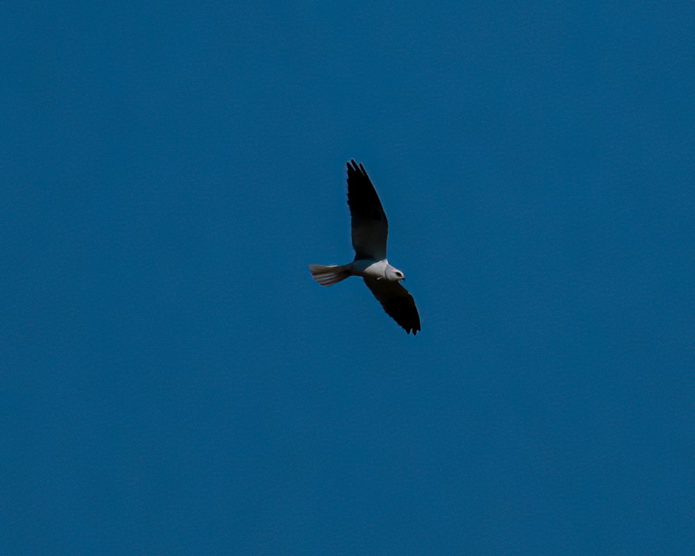 White-tailed Kite - Victor Pássaro