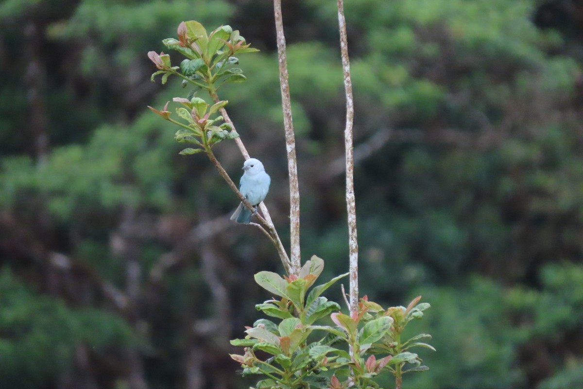 Blue-gray Tanager - stuart varney