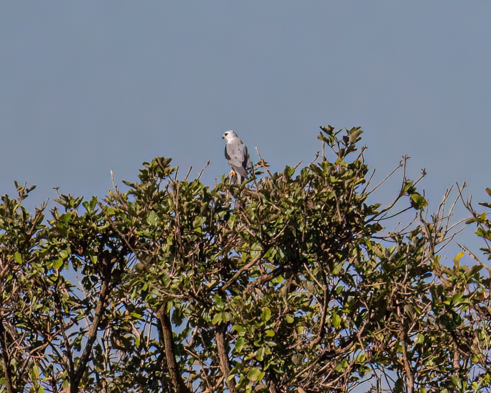 White-tailed Kite - ML618146749