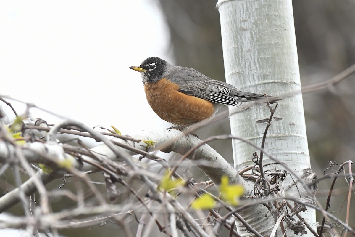 American Robin - Lucien Lemay