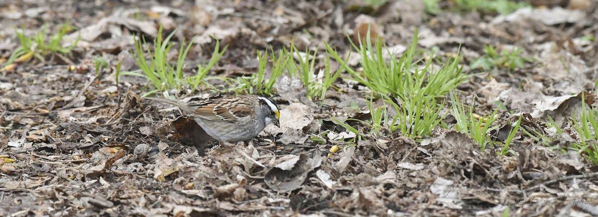 White-throated Sparrow - ML618146777