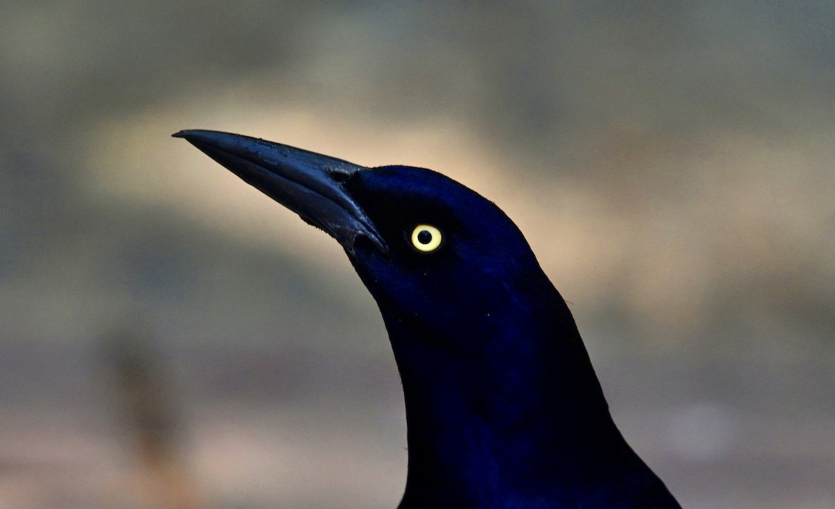 Great-tailed Grackle - ML618146803