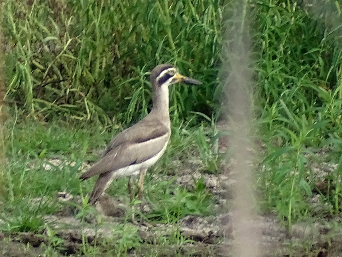 Great Thick-knee - ML618146838