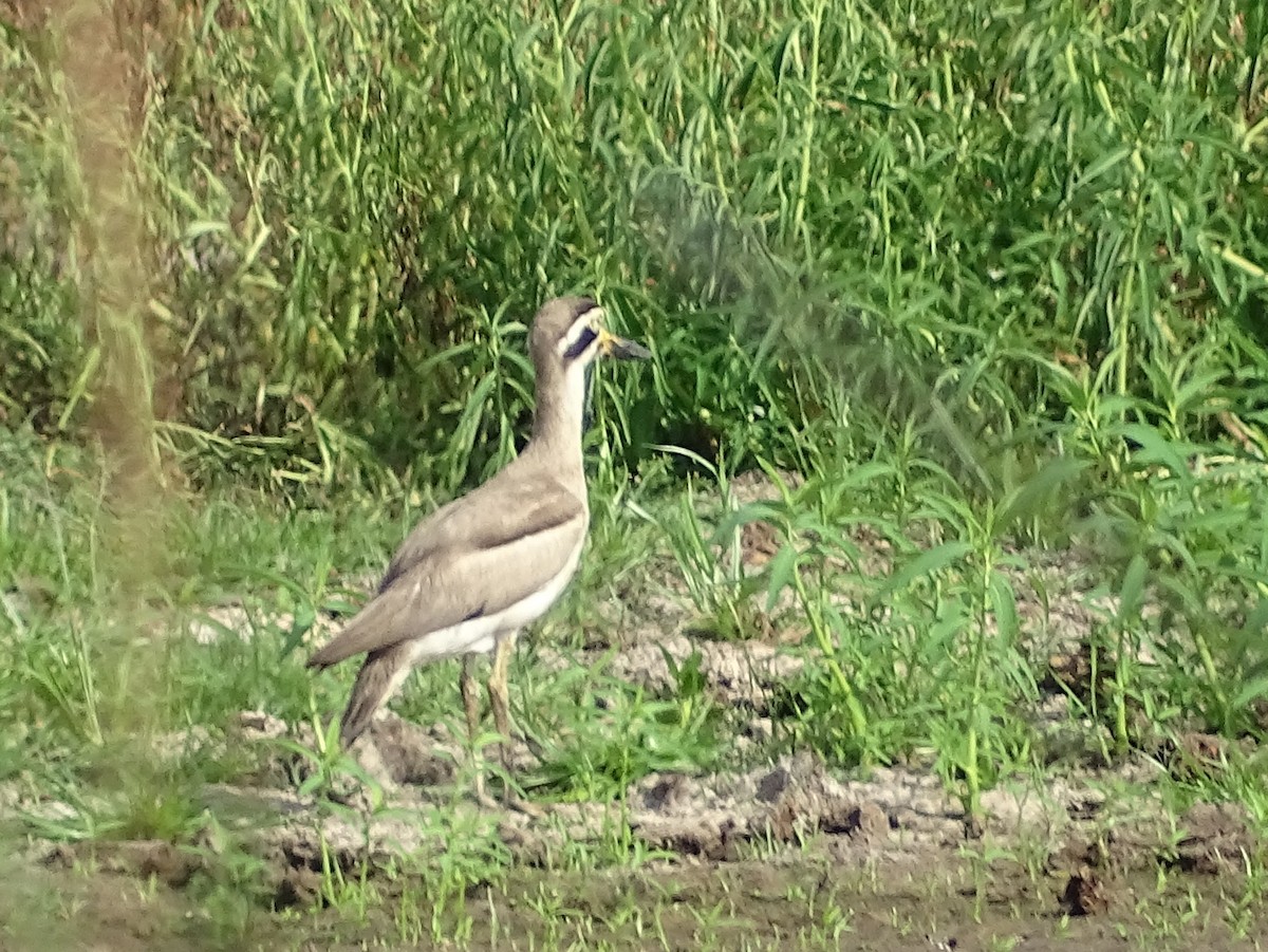 Great Thick-knee - ML618146841