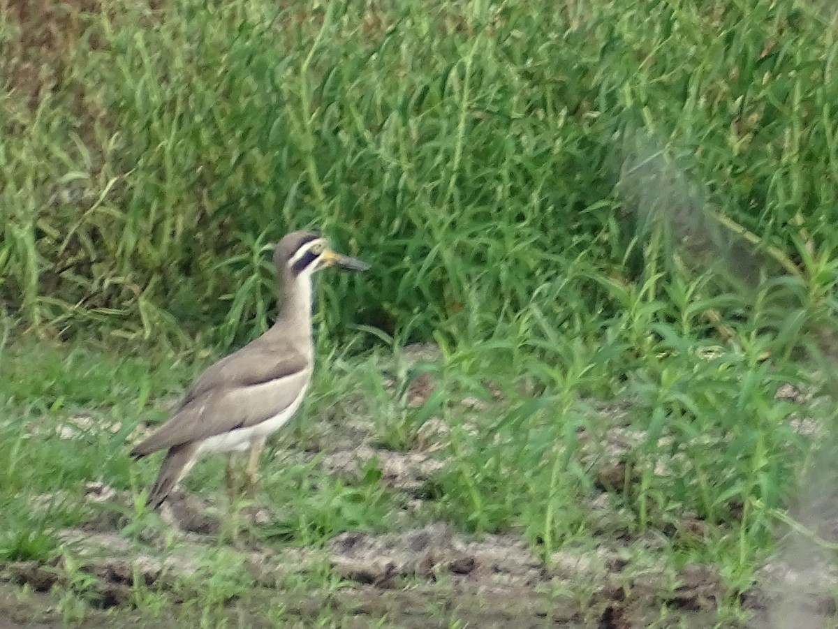 Great Thick-knee - ML618146842