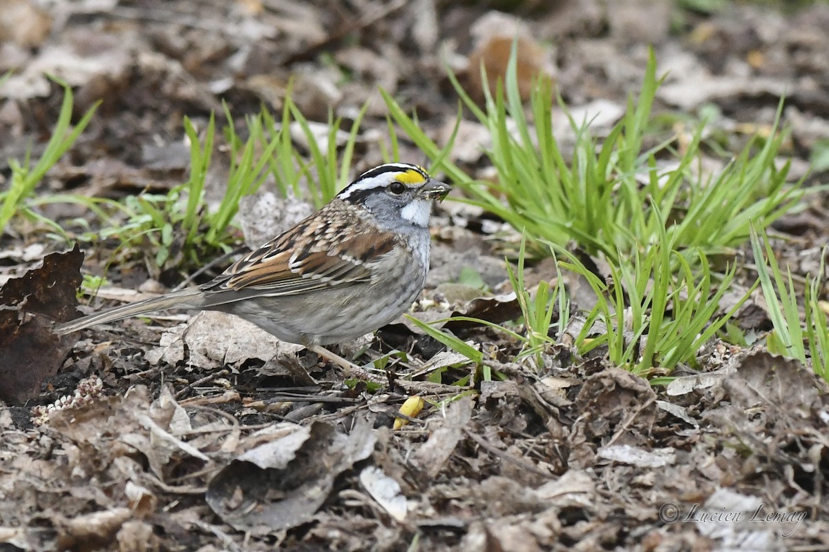 White-throated Sparrow - Lucien Lemay