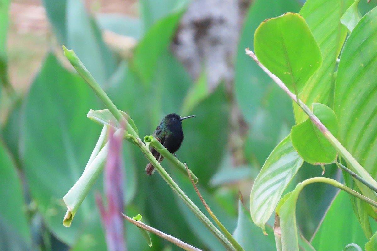 Black-bellied Hummingbird - stuart varney