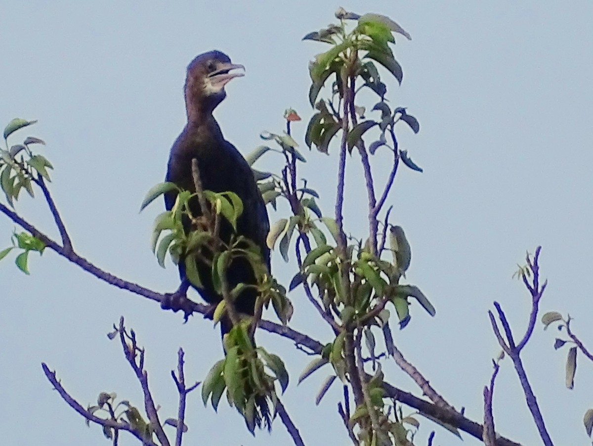 Indian Cormorant - ML618146913