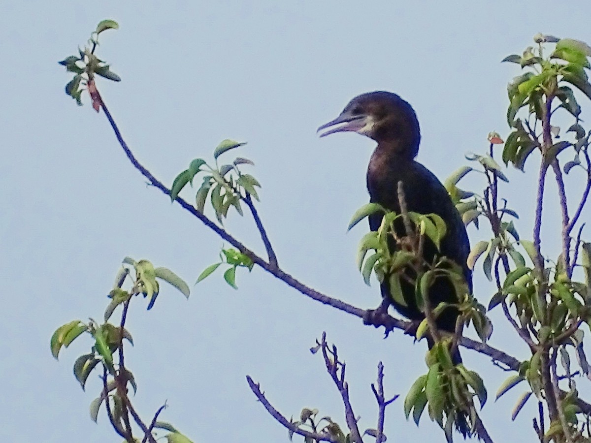 Indian Cormorant - Sri Srikumar