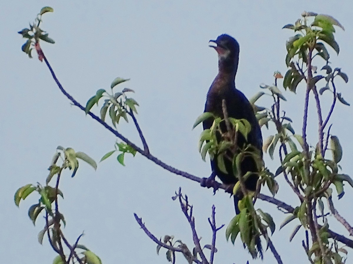 Indian Cormorant - ML618146915