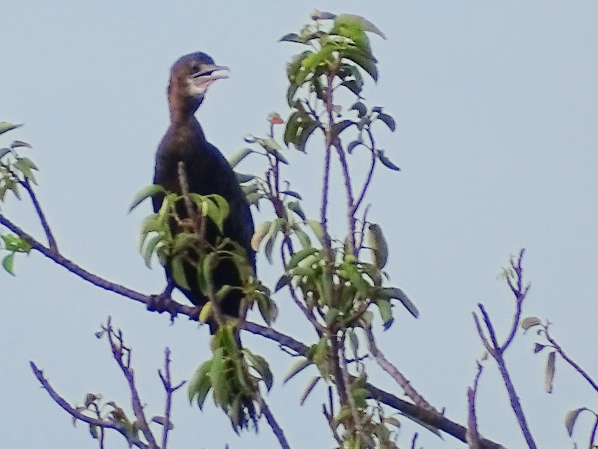 Indian Cormorant - ML618146916