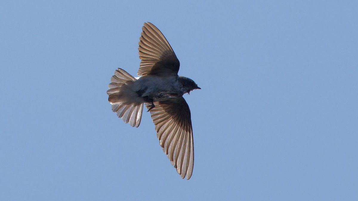 Northern Rough-winged Swallow - Bob Scheidt