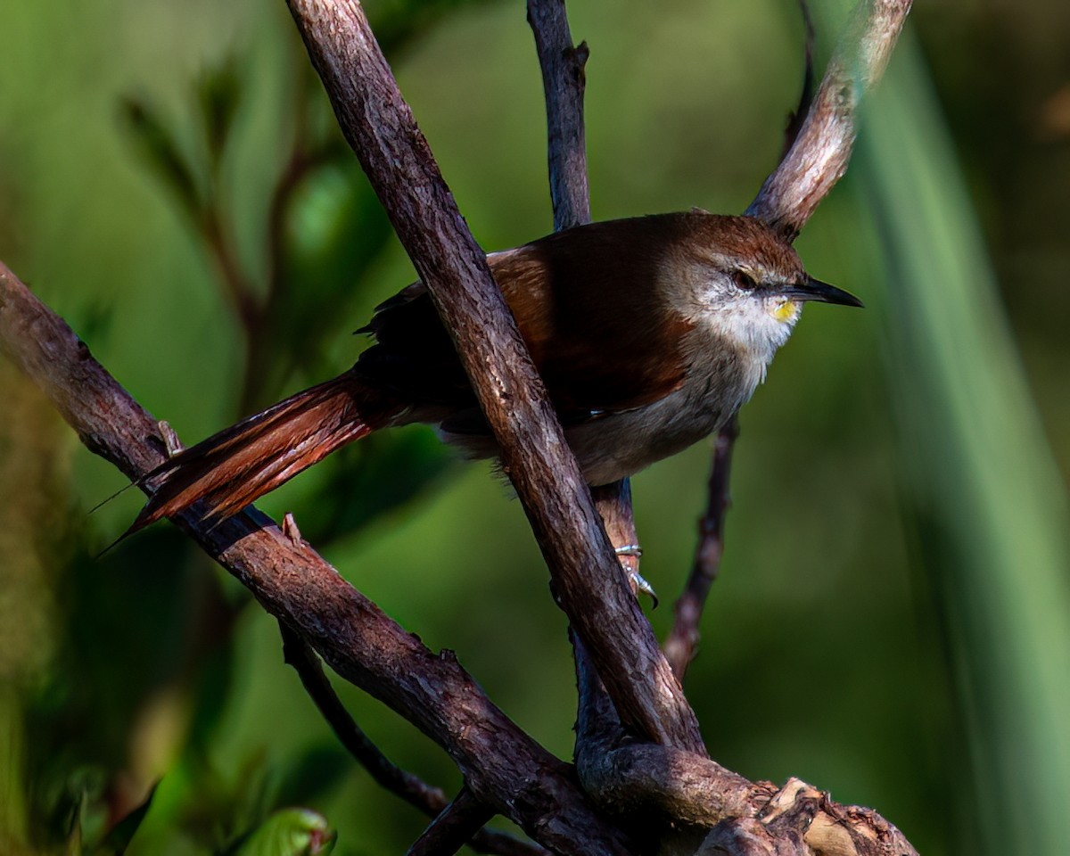 Yellow-chinned Spinetail - ML618146949