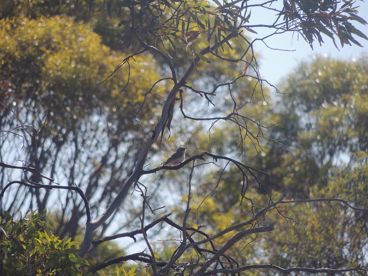 Black-eared Cuckoo - ML618146984