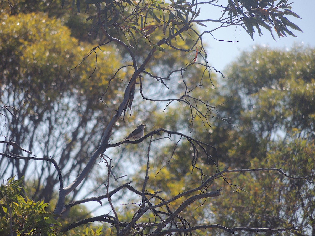 Black-eared Cuckoo - ML618146986