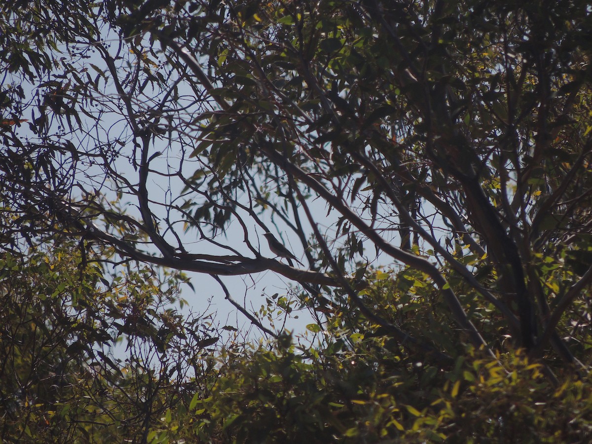 Black-eared Cuckoo - ML618146992