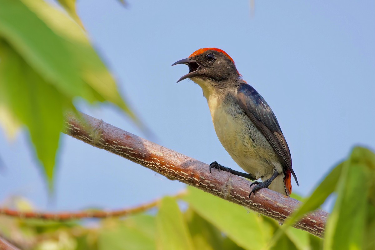 Scarlet-backed Flowerpecker - ML618146994