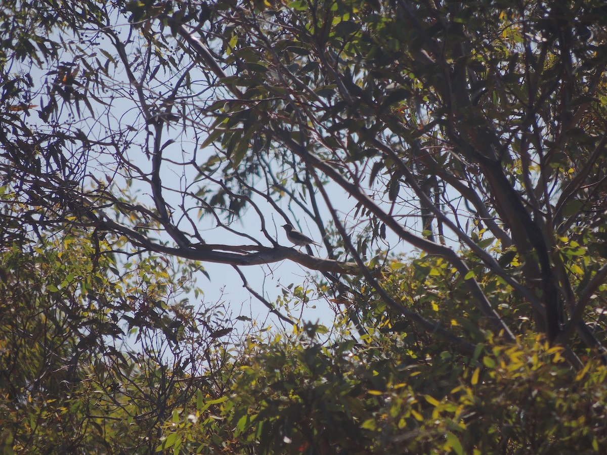 Black-eared Cuckoo - ML618146995