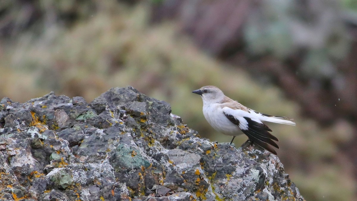 White-winged Snowfinch - ML618146998