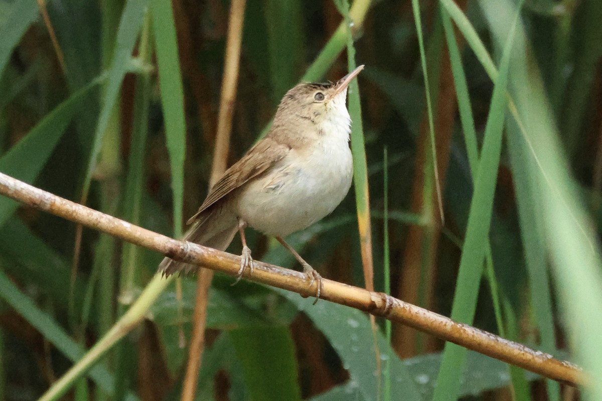 Common Reed Warbler - ML618147062
