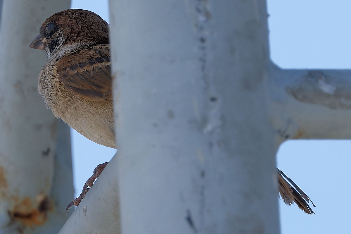Eurasian Tree Sparrow - ML618147077