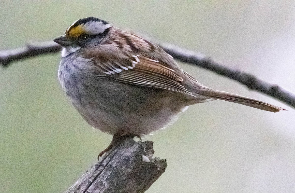 White-throated Sparrow - Hervé Daubard