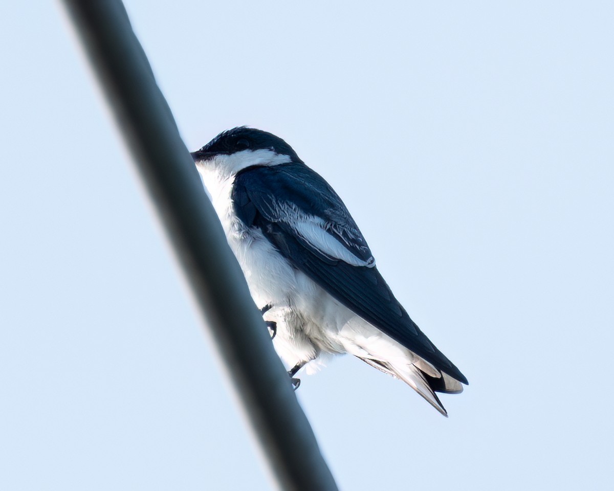 White-winged Swallow - ML618147103