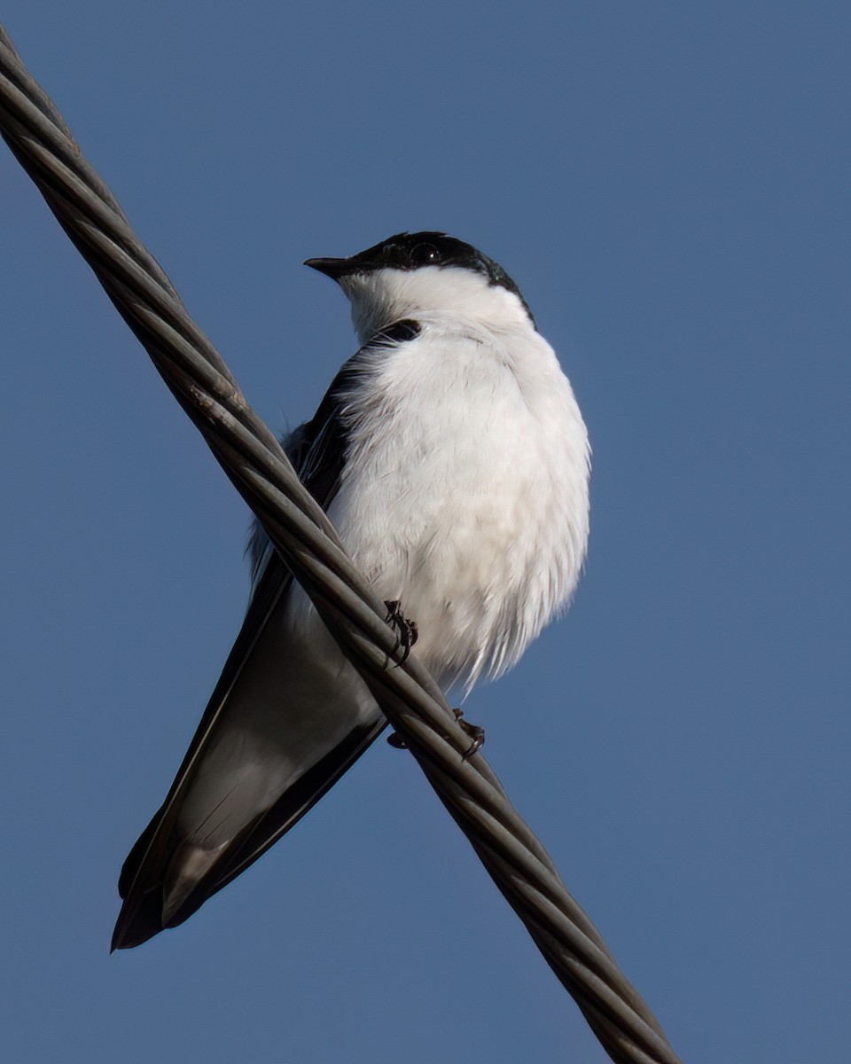 White-winged Swallow - ML618147104
