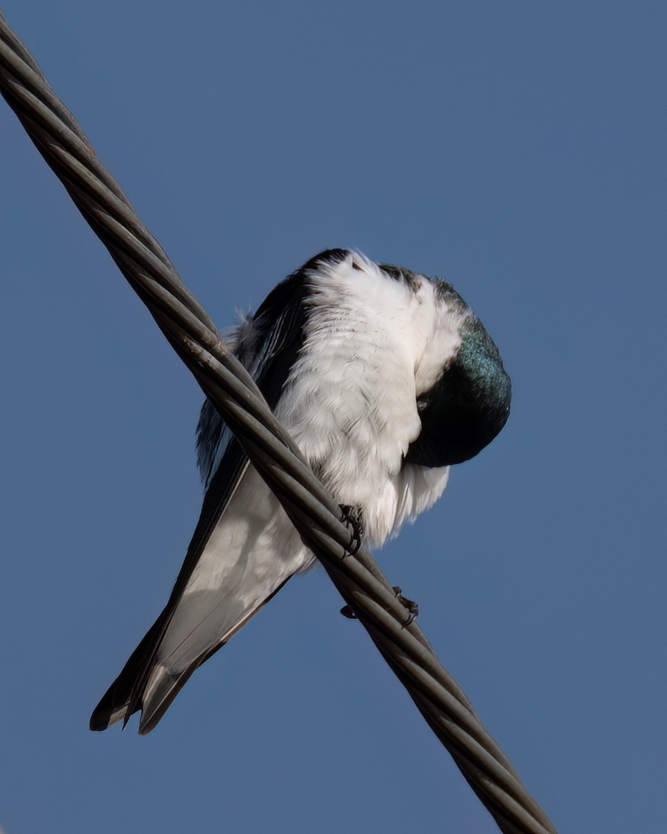 White-winged Swallow - ML618147105