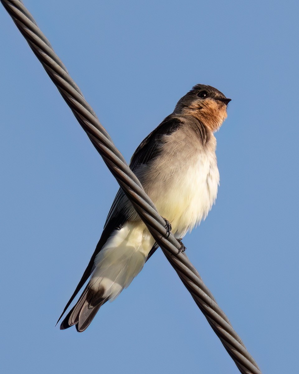 Southern Rough-winged Swallow - ML618147114
