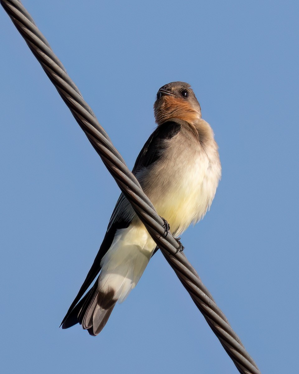 Southern Rough-winged Swallow - ML618147115