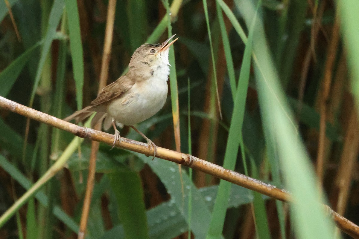 Common Reed Warbler - ML618147178