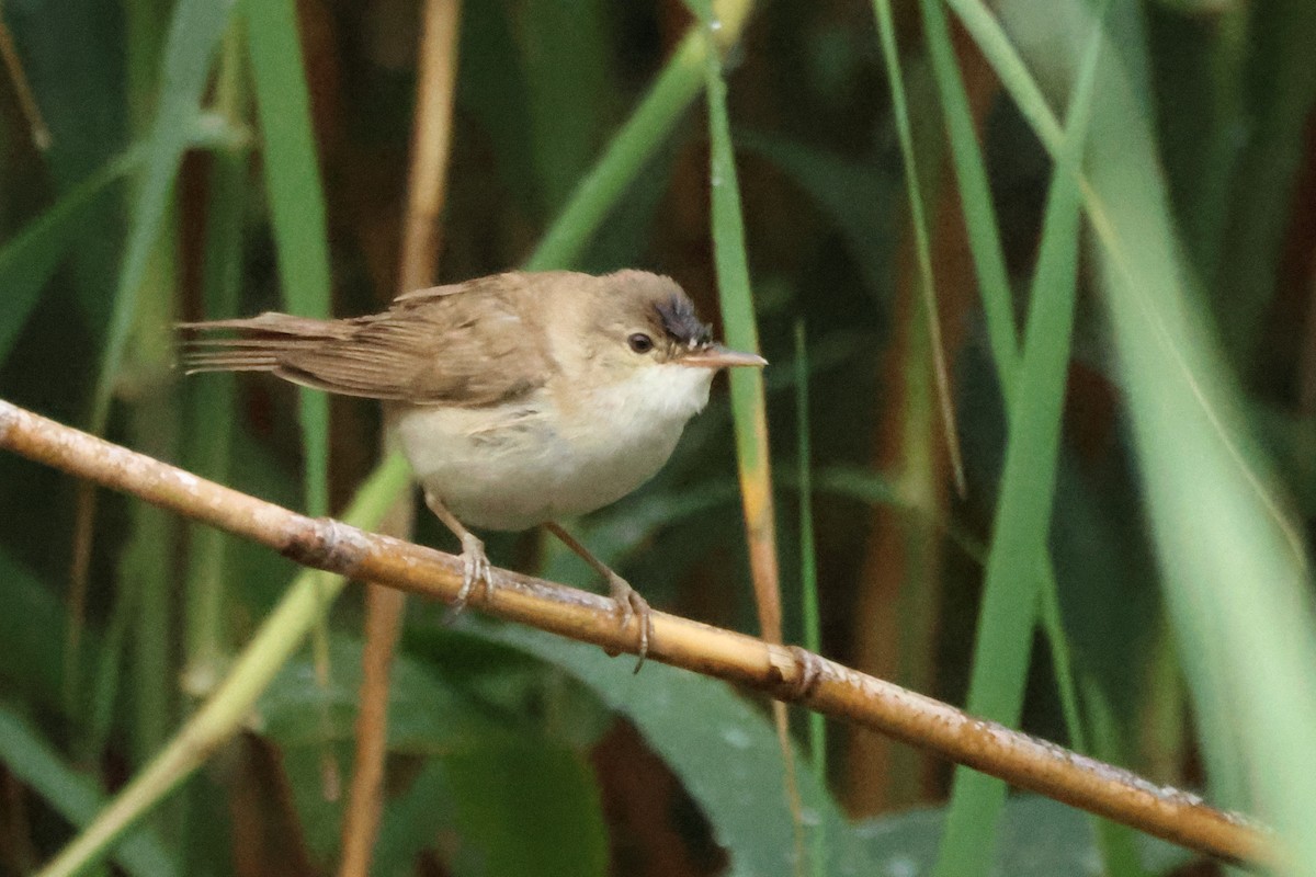 Common Reed Warbler - ML618147179