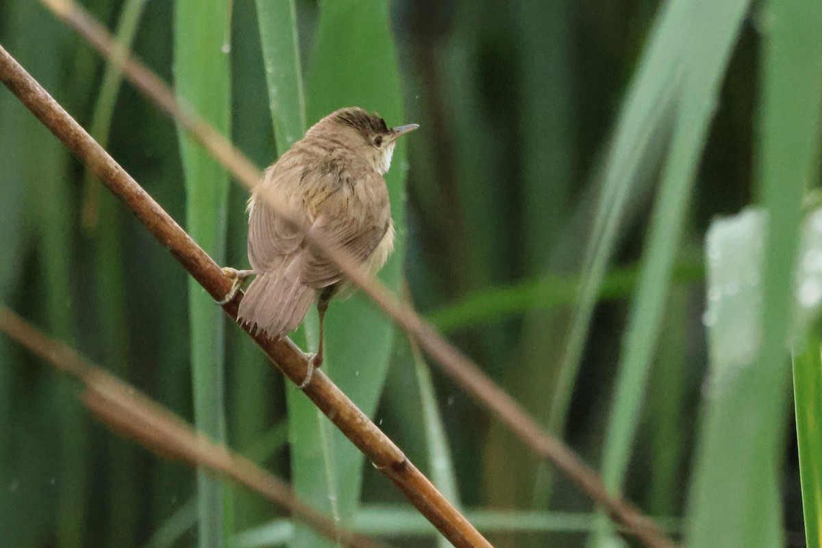 Common Reed Warbler - ML618147180
