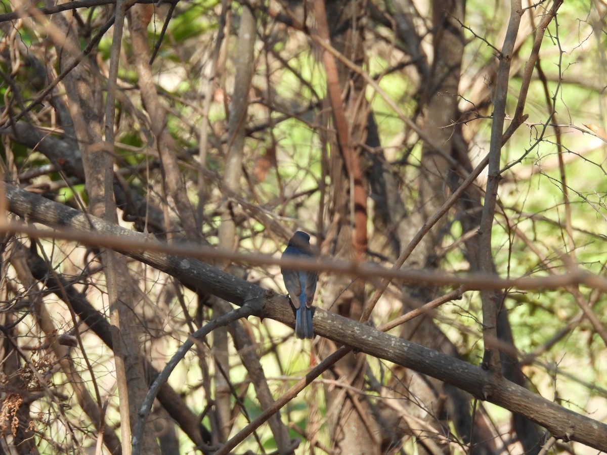 Tickell's Blue Flycatcher - Rahul Kumaresan