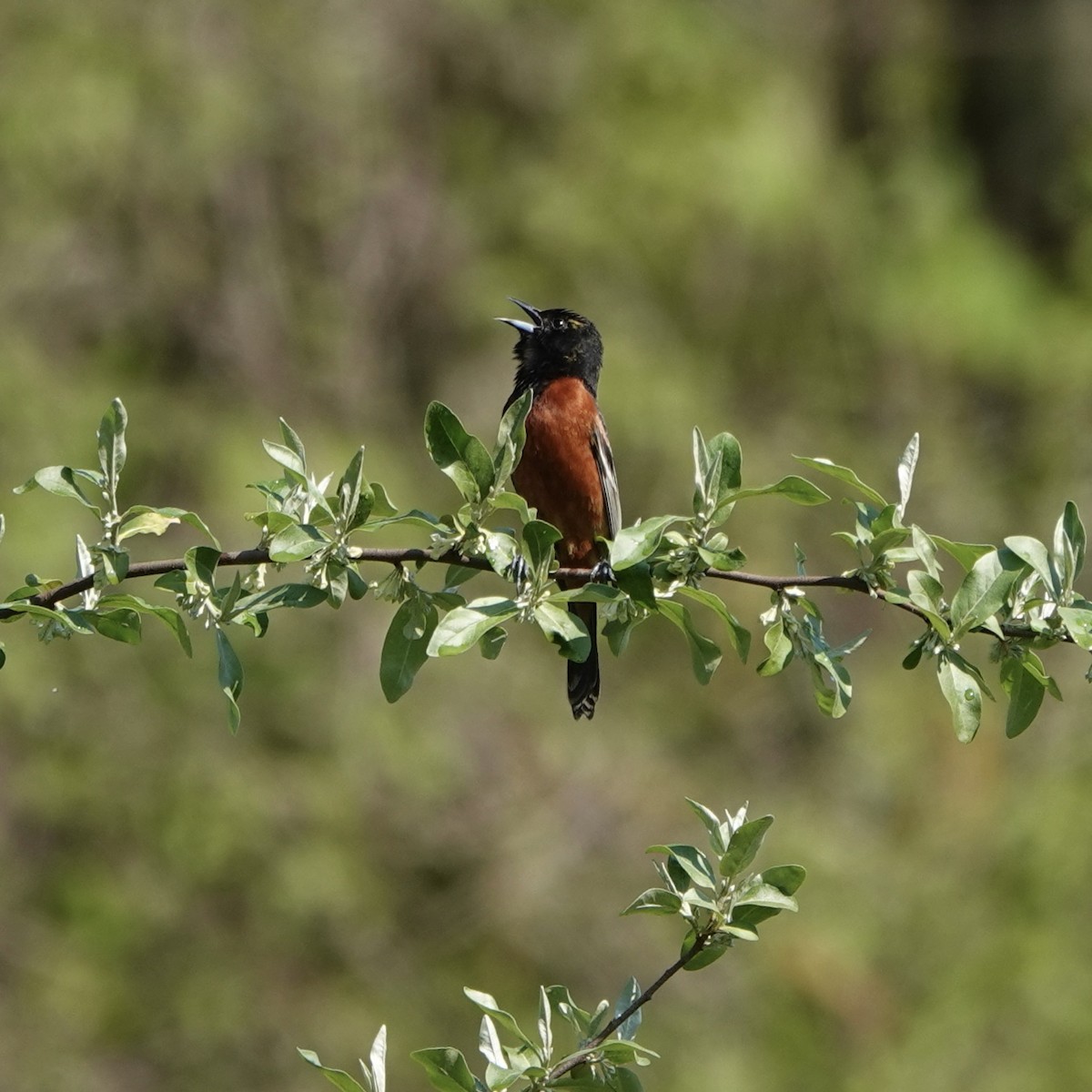 Orchard Oriole - Troy Gorodess