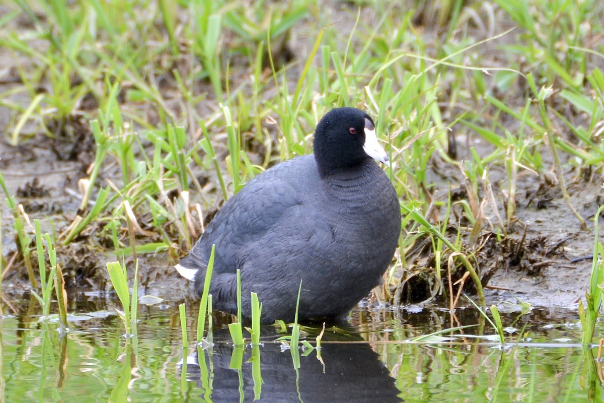 American Coot - lise owens