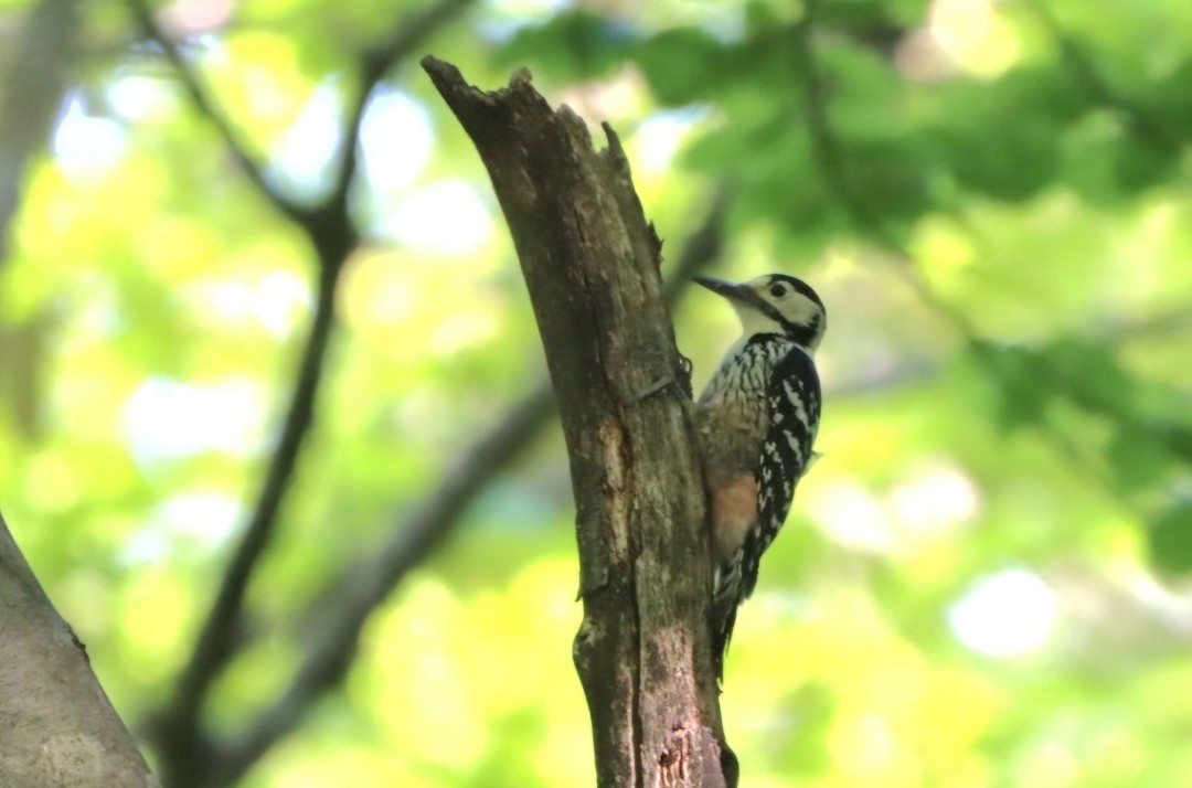 White-backed Woodpecker - ML618147203