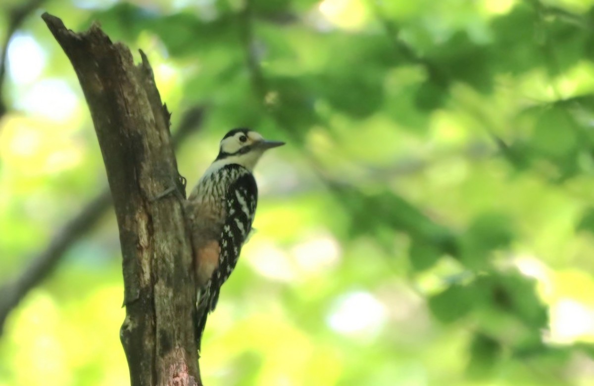 White-backed Woodpecker - ML618147204