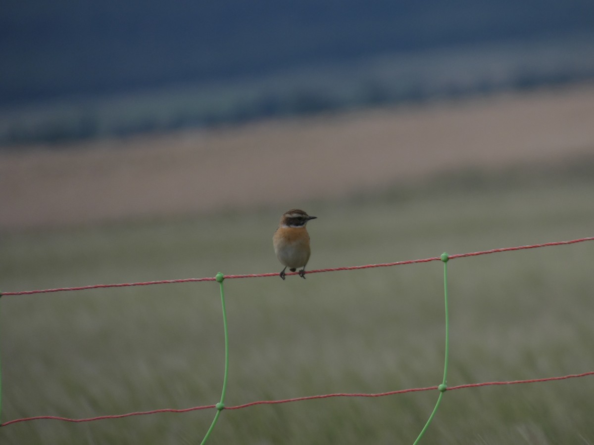 Whinchat - ML618147241