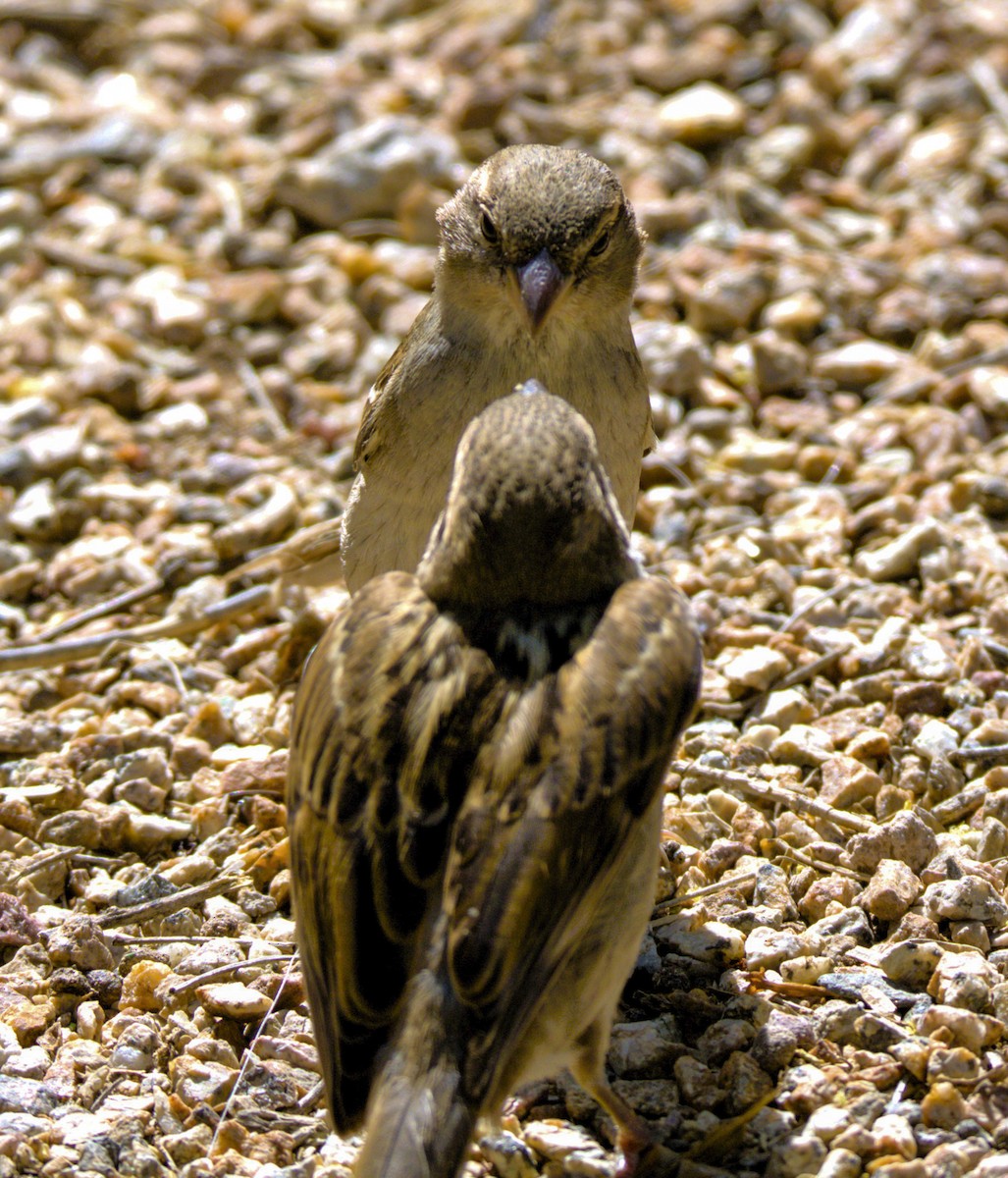 House Sparrow - Don Carney