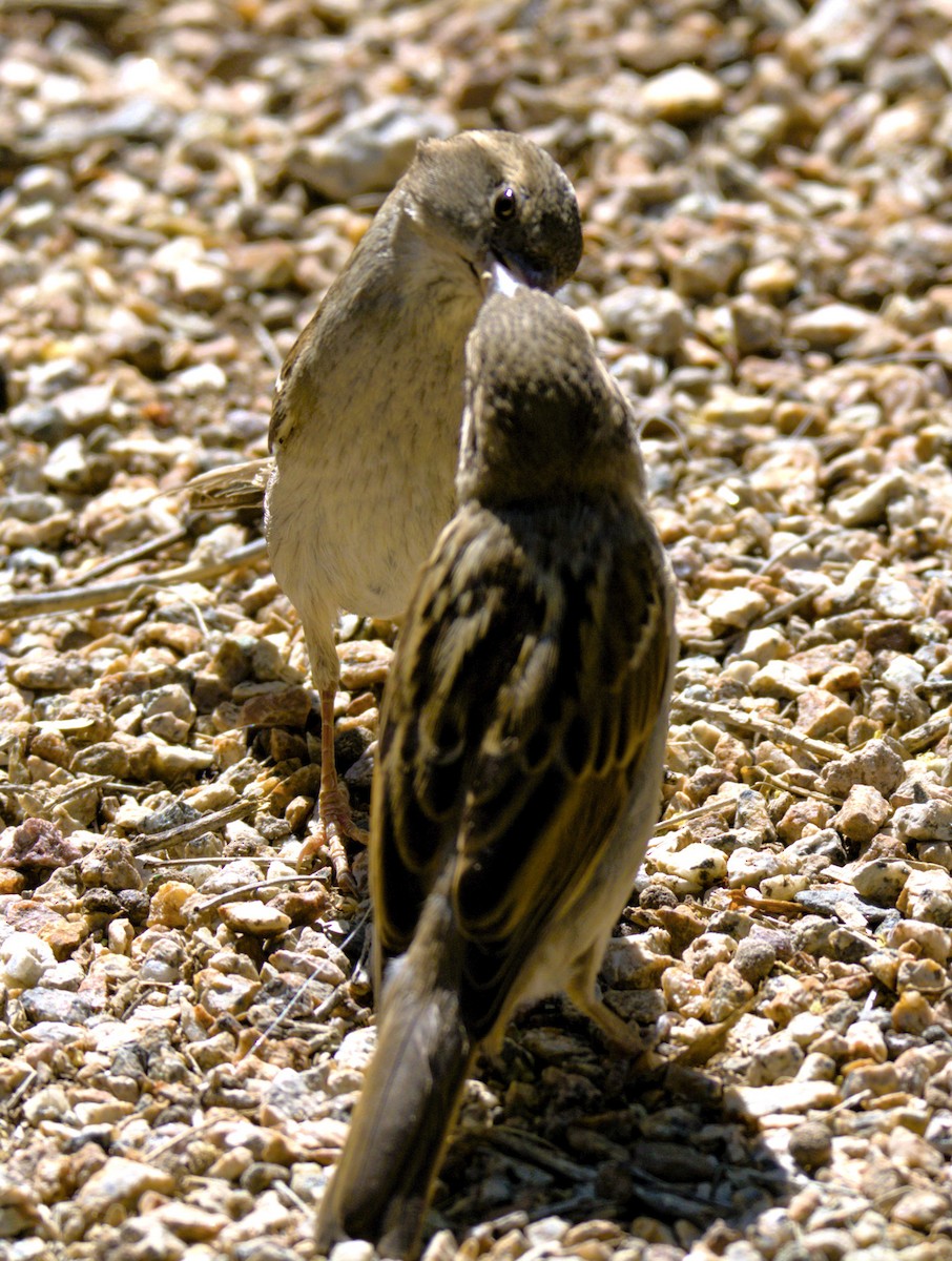 House Sparrow - Don Carney